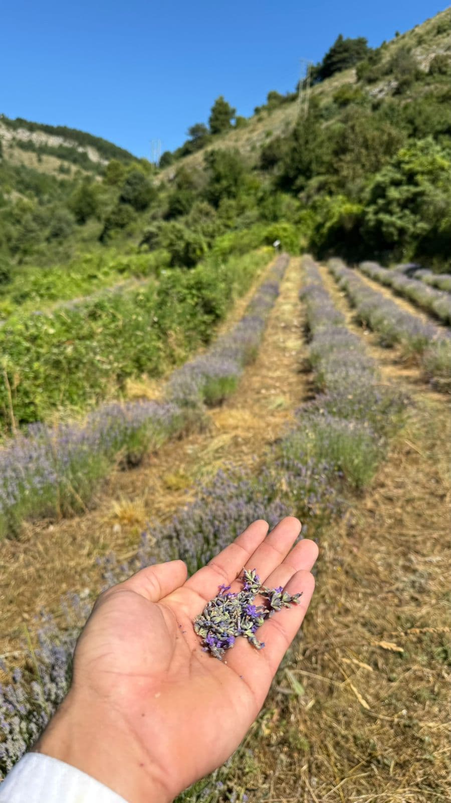 Hand holding fresh wild lavender in Caussols, South of France — perfumery field study